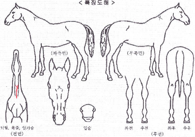 ¹ÐÅ©½ºÅ¸ÀÇ Ãø¸é,¿ì¸é,µÞ¸é,µÎ»ó,´Ù¸®ÀÇ Æ¯Â¡µµÇØ