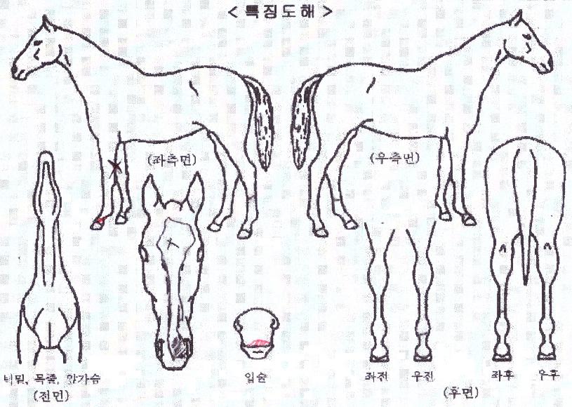 ÆÑ¾îÆÝÄ¡ÀÇ Ãø¸é,¿ì¸é,µÞ¸é,µÎ»ó,´Ù¸®ÀÇ Æ¯Â¡µµÇØ