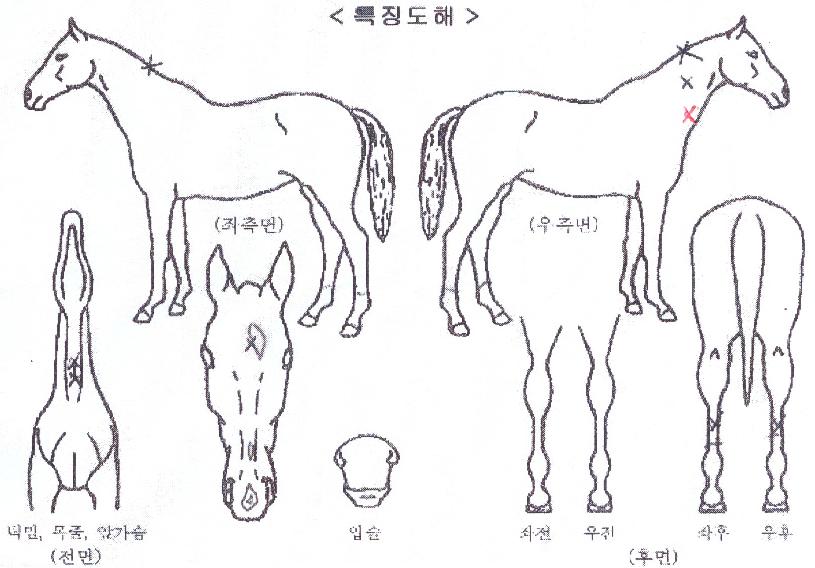 ½ºÇǵå±ÂÀÇ Ãø¸é,¿ì¸é,µÞ¸é,µÎ»ó,´Ù¸®ÀÇ Æ¯Â¡µµÇØ