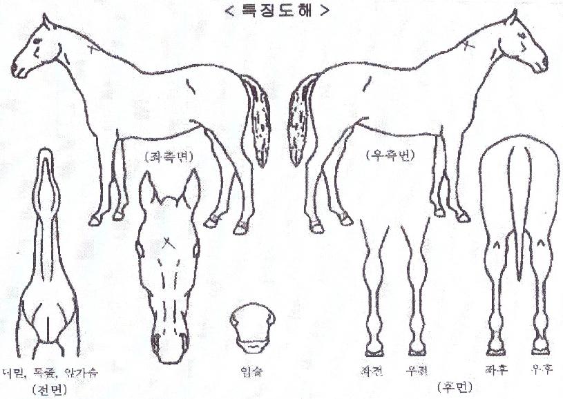 ´ë¼º¼±´õÀÇ Ãø¸é,¿ì¸é,µÞ¸é,µÎ»ó,´Ù¸®ÀÇ Æ¯Â¡µµÇØ