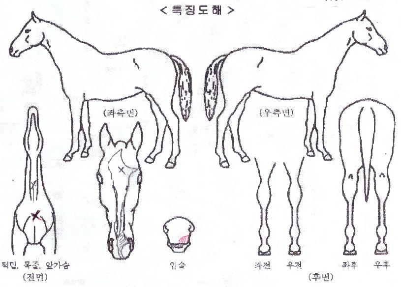 ¿ø´õÇ®Å×¹ÎÅ©ÀÇ Ãø¸é,¿ì¸é,µÞ¸é,µÎ»ó,´Ù¸®ÀÇ Æ¯Â¡µµÇØ