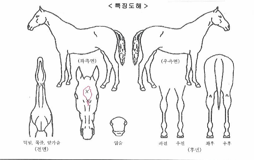 Ȳ±ÝºÒÆÐÀÇ Ãø¸é,¿ì¸é,µÞ¸é,µÎ»ó,´Ù¸®ÀÇ Æ¯Â¡µµÇØ