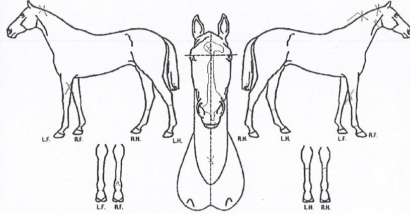 ¾ÆÀÌ¿¥Â¯ÀÇ Ãø¸é,¿ì¸é,µÞ¸é,µÎ»ó,´Ù¸®ÀÇ Æ¯Â¡µµÇØ