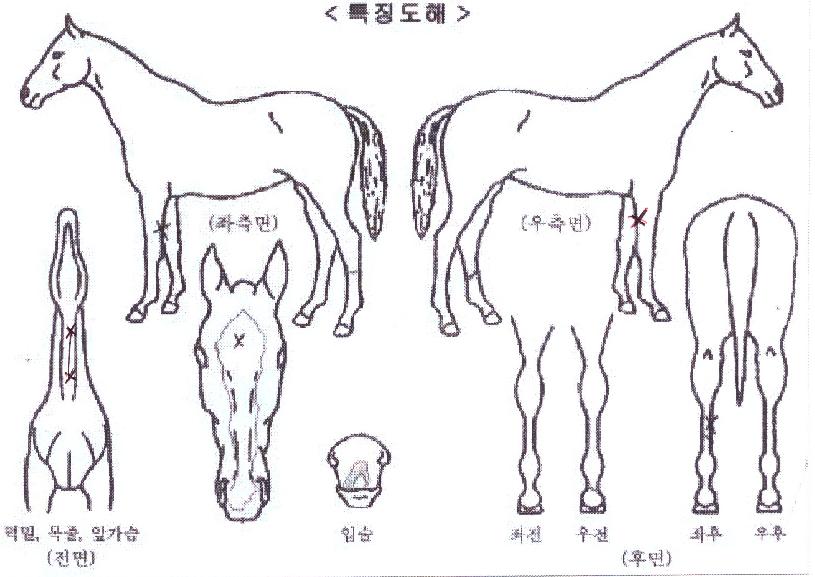 ½´ÆÛ¿¡¾î·ÎÀÇ Ãø¸é,¿ì¸é,µÞ¸é,µÎ»ó,´Ù¸®ÀÇ Æ¯Â¡µµÇØ