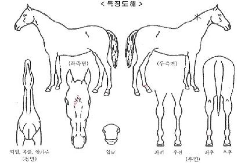 ´º¿ùµåƼ¾Æ¶óÀÇ Ãø¸é,¿ì¸é,µÞ¸é,µÎ»ó,´Ù¸®ÀÇ Æ¯Â¡µµÇØ