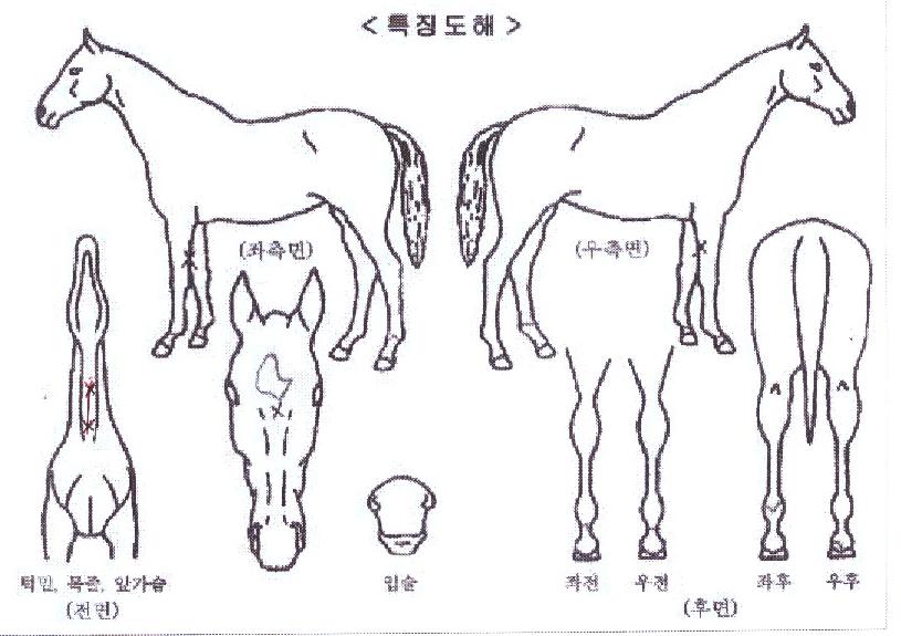 õ´ÙÀ̾ÆÀÇ Ãø¸é,¿ì¸é,µÞ¸é,µÎ»ó,´Ù¸®ÀÇ Æ¯Â¡µµÇØ