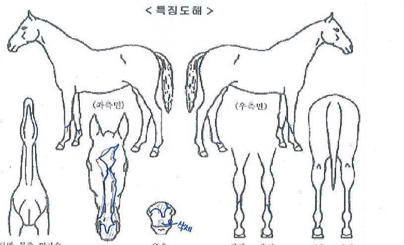 ±Û·Î¸®¿þÀÌÀÇ Ãø¸é,¿ì¸é,µÞ¸é,µÎ»ó,´Ù¸®ÀÇ Æ¯Â¡µµÇØ