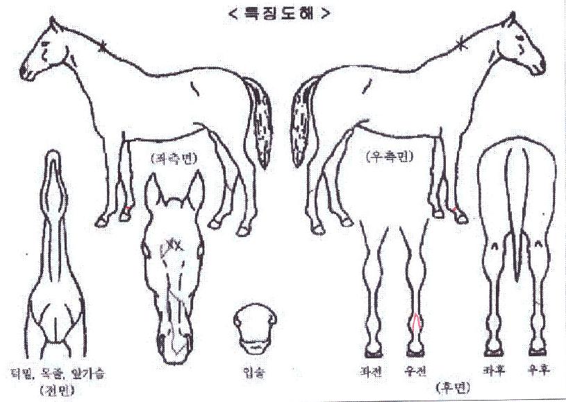 ½´ÇÁ¸²À©µåÀÇ Ãø¸é,¿ì¸é,µÞ¸é,µÎ»ó,´Ù¸®ÀÇ Æ¯Â¡µµÇØ