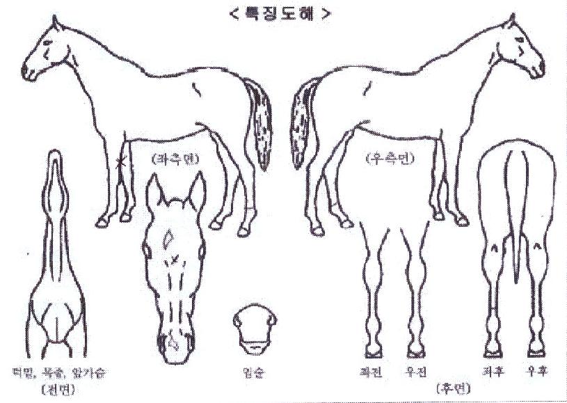 »þÅ©ÄýÀÇ Ãø¸é,¿ì¸é,µÞ¸é,µÎ»ó,´Ù¸®ÀÇ Æ¯Â¡µµÇØ