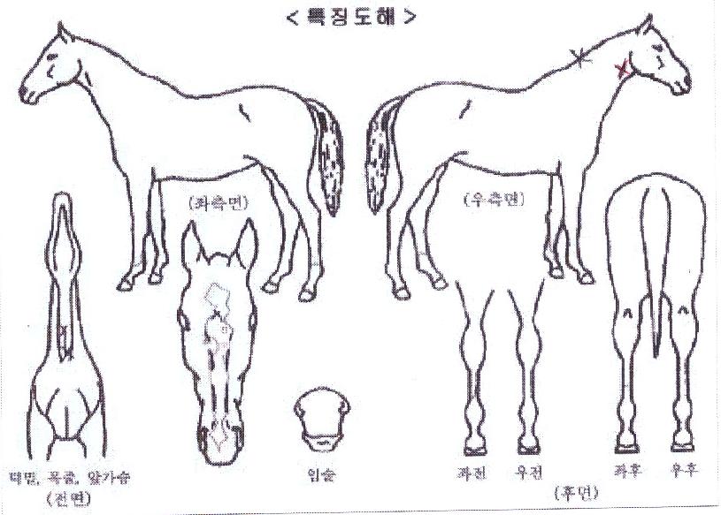 ÆÇŸ½ºÆ½»êŸÀÇ Ãø¸é,¿ì¸é,µÞ¸é,µÎ»ó,´Ù¸®ÀÇ Æ¯Â¡µµÇØ