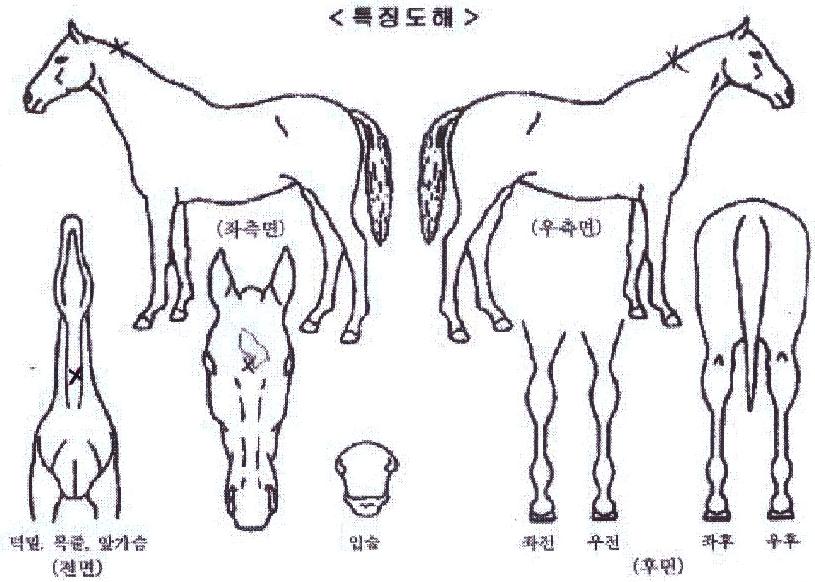 ¸¶¸®¿ÀÅ·ÀÇ Ãø¸é,¿ì¸é,µÞ¸é,µÎ»ó,´Ù¸®ÀÇ Æ¯Â¡µµÇØ