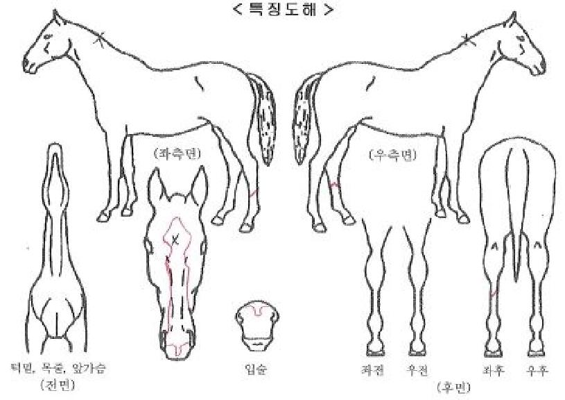 ŵ´õ¸ÞÀνÌÀÚ¸¶ÀÇ Ãø¸é,¿ì¸é,µÞ¸é,µÎ»ó,´Ù¸®ÀÇ Æ¯Â¡µµÇØ