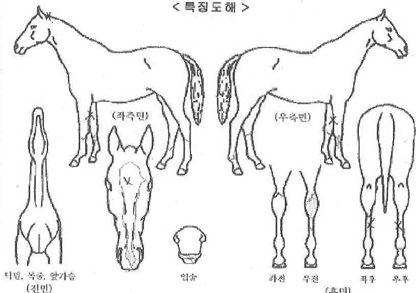 µå·¡°Ç¹ÌÁøÀÇ Ãø¸é,¿ì¸é,µÞ¸é,µÎ»ó,´Ù¸®ÀÇ Æ¯Â¡µµÇØ