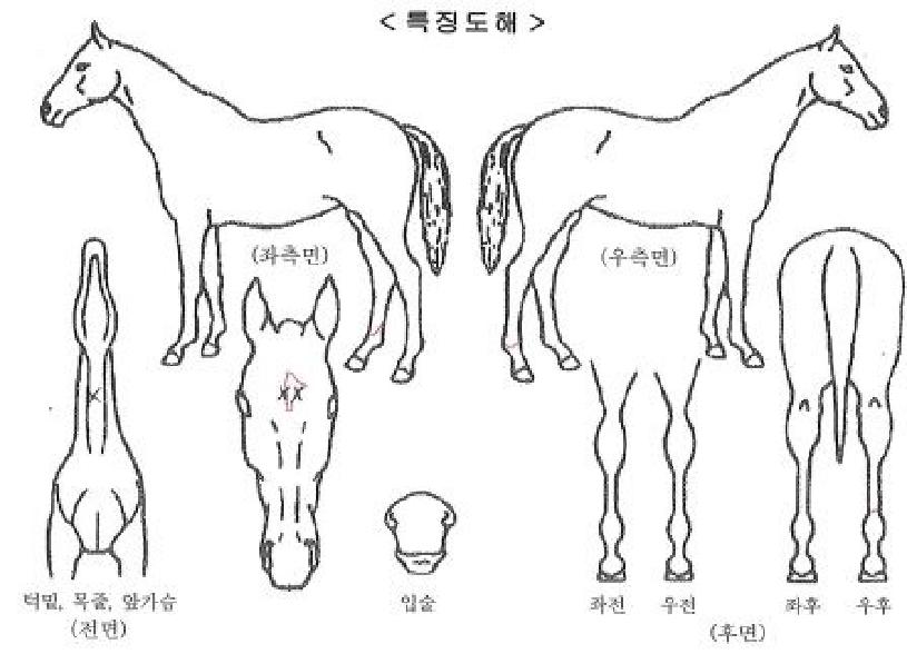 ÇöóÀ×·¹ÀüµåÀÇ Ãø¸é,¿ì¸é,µÞ¸é,µÎ»ó,´Ù¸®ÀÇ Æ¯Â¡µµÇØ