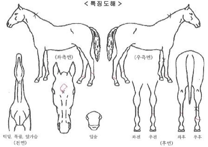 ÆÄ¿öÇ®¸®Á¨Æ®ÀÇ Ãø¸é,¿ì¸é,µÞ¸é,µÎ»ó,´Ù¸®ÀÇ Æ¯Â¡µµÇØ