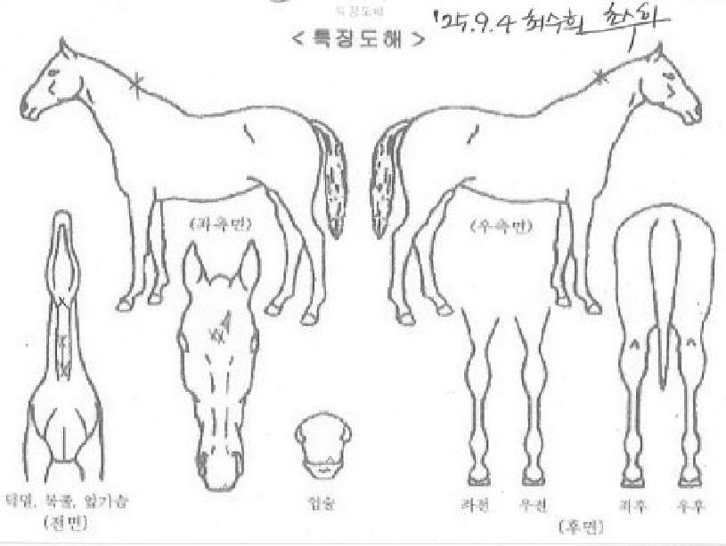 ¿À¶óÅ丮¿òÀÇ Ãø¸é,¿ì¸é,µÞ¸é,µÎ»ó,´Ù¸®ÀÇ Æ¯Â¡µµÇØ