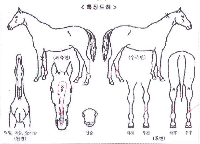 ½ºÄ«ÀÌÈÀÌÆ®ÀÇ Ãø¸é,¿ì¸é,µÞ¸é,µÎ»ó,´Ù¸®ÀÇ Æ¯Â¡µµÇØ