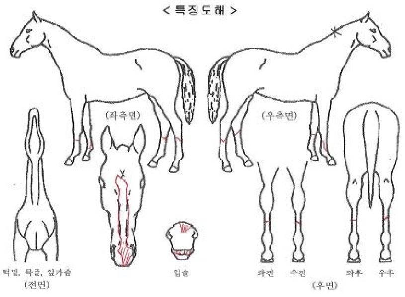 ±×¶ó¿îµå¸ÅÁ÷ÀÇ Ãø¸é,¿ì¸é,µÞ¸é,µÎ»ó,´Ù¸®ÀÇ Æ¯Â¡µµÇØ