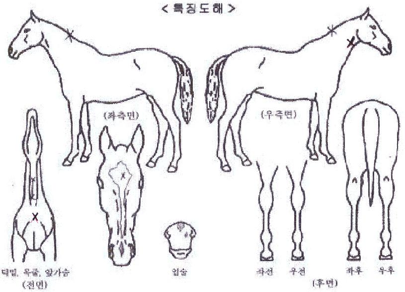 Æ®À©·¹Àκ¸¿ìÀÇ Ãø¸é,¿ì¸é,µÞ¸é,µÎ»ó,´Ù¸®ÀÇ Æ¯Â¡µµÇØ