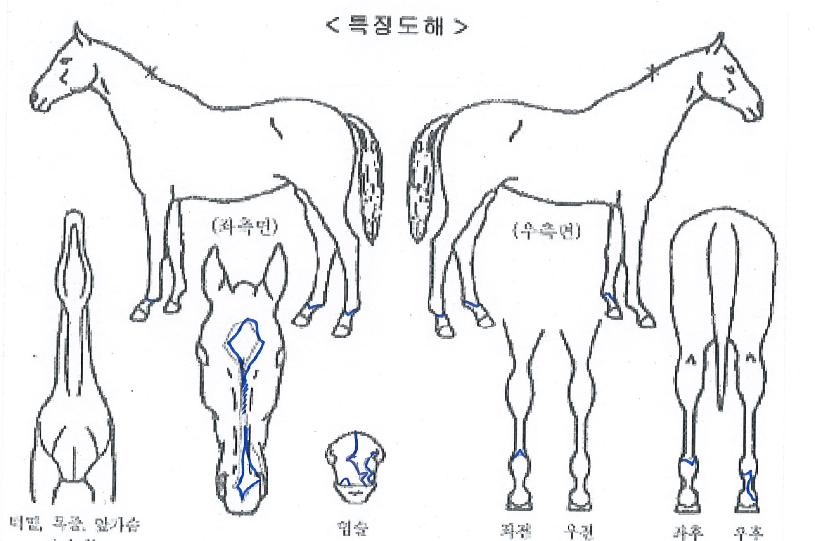 ºí·ç·¹ÀÎÀÇ Ãø¸é,¿ì¸é,µÞ¸é,µÎ»ó,´Ù¸®ÀÇ Æ¯Â¡µµÇØ