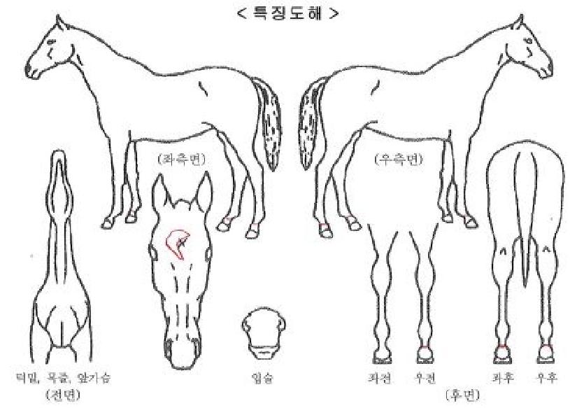 ¿ÍŰ·¹µåÀÚ¸¶ÀÇ Ãø¸é,¿ì¸é,µÞ¸é,µÎ»ó,´Ù¸®ÀÇ Æ¯Â¡µµÇØ