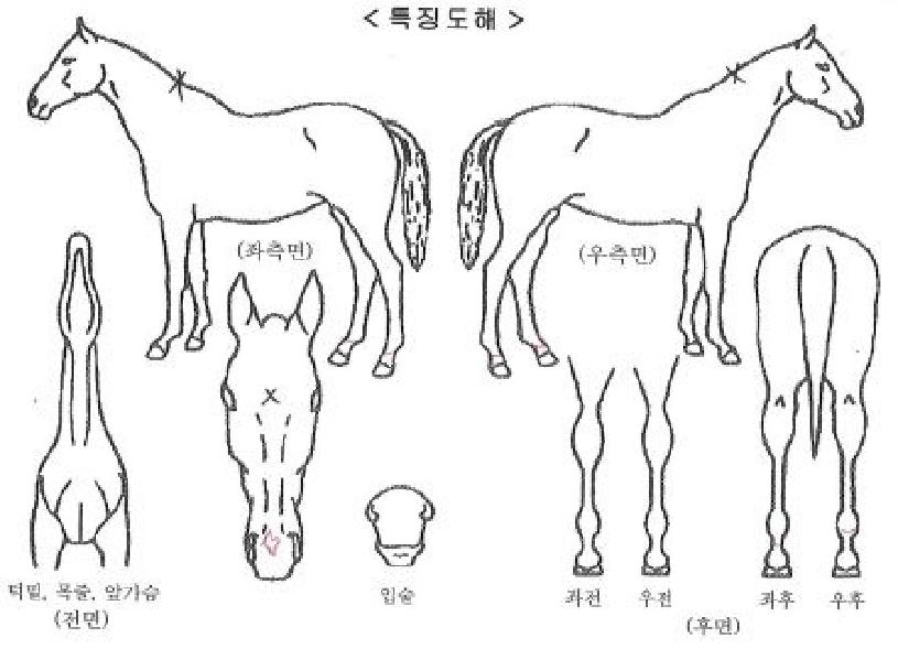 ijġ¹Ì·¹ÀÌÅÍÀÚ¸¶ÀÇ Ãø¸é,¿ì¸é,µÞ¸é,µÎ»ó,´Ù¸®ÀÇ Æ¯Â¡µµÇØ