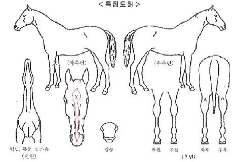 ½ºÄ«À̳ؽºÀÇ Ãø¸é,¿ì¸é,µÞ¸é,µÎ»ó,´Ù¸®ÀÇ Æ¯Â¡µµÇØ