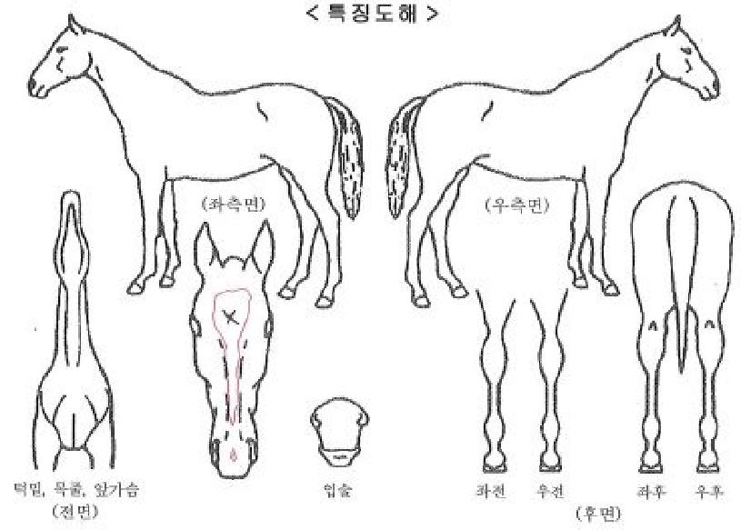 Èñ¸Á½ºÇǵåÀÇ Ãø¸é,¿ì¸é,µÞ¸é,µÎ»ó,´Ù¸®ÀÇ Æ¯Â¡µµÇØ