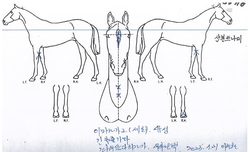 »êº»¾²³ª¹ÌÀÇ Ãø¸é,¿ì¸é,µÞ¸é,µÎ»ó,´Ù¸®ÀÇ Æ¯Â¡µµÇØ