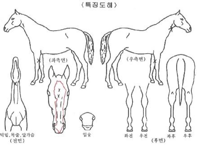 ¾ÖÇÁÅÍ¿ÃÀ§³ÊÀÇ Ãø¸é,¿ì¸é,µÞ¸é,µÎ»ó,´Ù¸®ÀÇ Æ¯Â¡µµÇØ