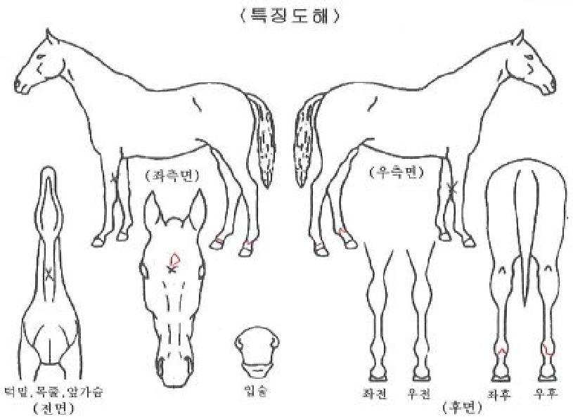 ³ëºíÀ©µåÀÇ Ãø¸é,¿ì¸é,µÞ¸é,µÎ»ó,´Ù¸®ÀÇ Æ¯Â¡µµÇØ