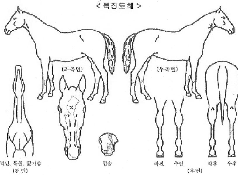 ÄÄÆÛ½ºÆ÷½ºÀÇ Ãø¸é,¿ì¸é,µÞ¸é,µÎ»ó,´Ù¸®ÀÇ Æ¯Â¡µµÇØ