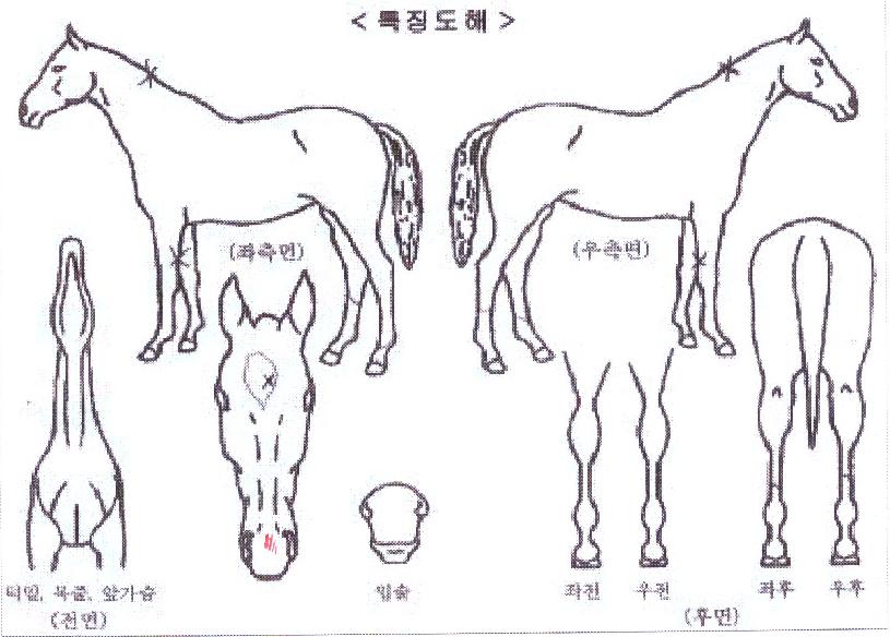 ¶ó½ºÆ®½ºÅèÀÇ Ãø¸é,¿ì¸é,µÞ¸é,µÎ»ó,´Ù¸®ÀÇ Æ¯Â¡µµÇØ