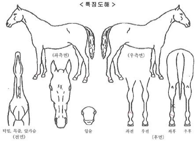 ÇÇÄÉÀÌÆÄÆ¼ÀÚ¸¶ÀÇ Ãø¸é,¿ì¸é,µÞ¸é,µÎ»ó,´Ù¸®ÀÇ Æ¯Â¡µµÇØ
