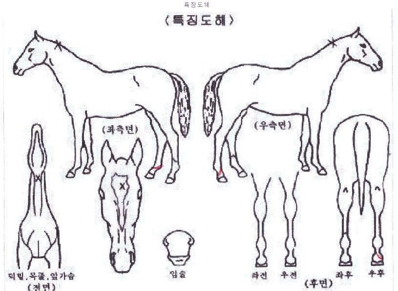 ¹öÅÍÅ©·¡½ÃÀÇ Ãø¸é,¿ì¸é,µÞ¸é,µÎ»ó,´Ù¸®ÀÇ Æ¯Â¡µµÇØ