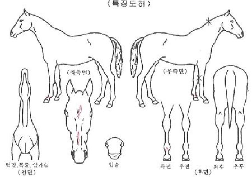 ƼÁîµðÅ͹εåÀÇ Ãø¸é,¿ì¸é,µÞ¸é,µÎ»ó,´Ù¸®ÀÇ Æ¯Â¡µµÇØ