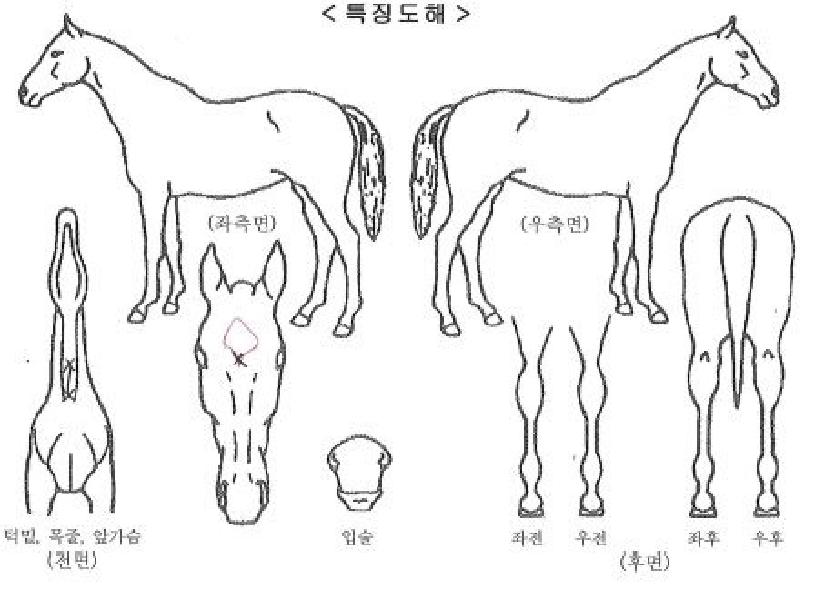 ·±´øÀ̱ÛÀÚ¸¶ÀÇ Ãø¸é,¿ì¸é,µÞ¸é,µÎ»ó,´Ù¸®ÀÇ Æ¯Â¡µµÇØ
