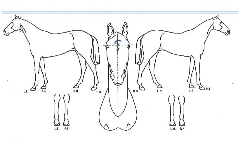 ÄݱäÀÇ Ãø¸é,¿ì¸é,µÞ¸é,µÎ»ó,´Ù¸®ÀÇ Æ¯Â¡µµÇØ