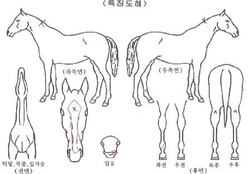 Äü¹«ºêÀÚ¸¶ÀÇ Ãø¸é,¿ì¸é,µÞ¸é,µÎ»ó,´Ù¸®ÀÇ Æ¯Â¡µµÇØ