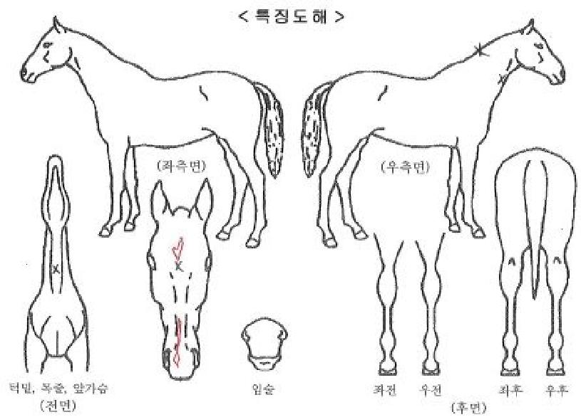 ºê¶ó¿îÀ©µåÀÇ Ãø¸é,¿ì¸é,µÞ¸é,µÎ»ó,´Ù¸®ÀÇ Æ¯Â¡µµÇØ