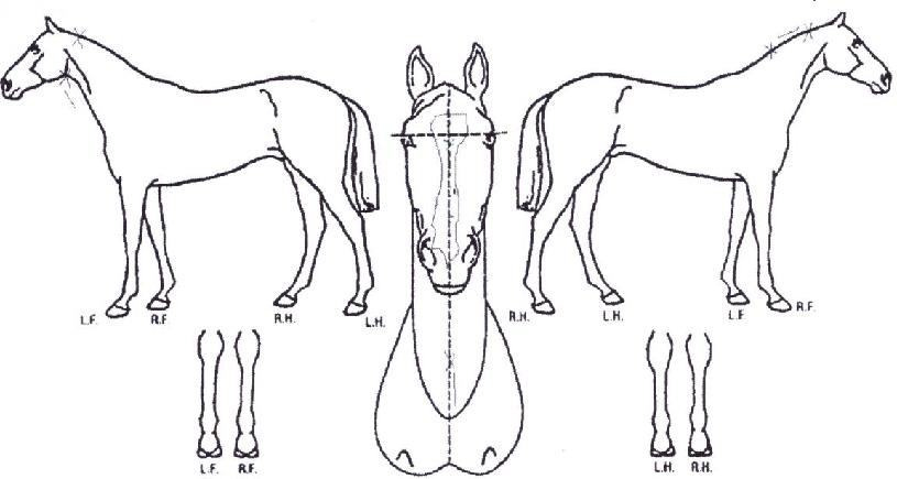 ½ºÄ«ÀÌÀ©µåÀÇ Ãø¸é,¿ì¸é,µÞ¸é,µÎ»ó,´Ù¸®ÀÇ Æ¯Â¡µµÇØ