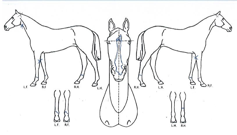 ¿µ¿øºò¸ÇÀÇ Ãø¸é,¿ì¸é,µÞ¸é,µÎ»ó,´Ù¸®ÀÇ Æ¯Â¡µµÇØ