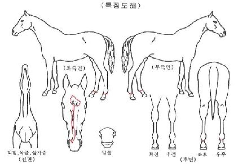 °¨µ¿ÀǹڼöÀÇ Ãø¸é,¿ì¸é,µÞ¸é,µÎ»ó,´Ù¸®ÀÇ Æ¯Â¡µµÇØ