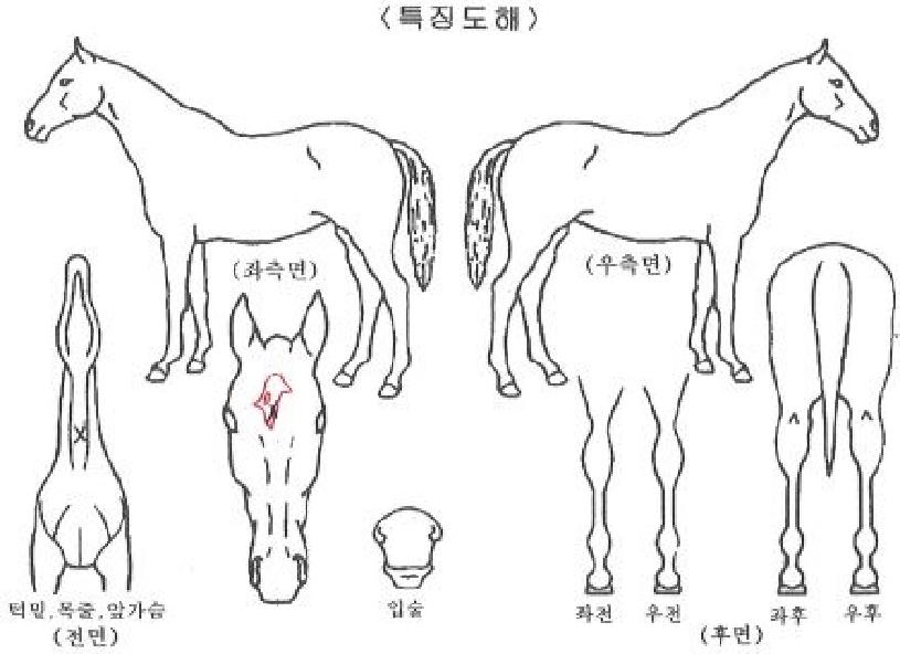 ½ºÀ§Æ®¹ÂÁ÷ÀÚ¸¶ÀÇ Ãø¸é,¿ì¸é,µÞ¸é,µÎ»ó,´Ù¸®ÀÇ Æ¯Â¡µµÇØ