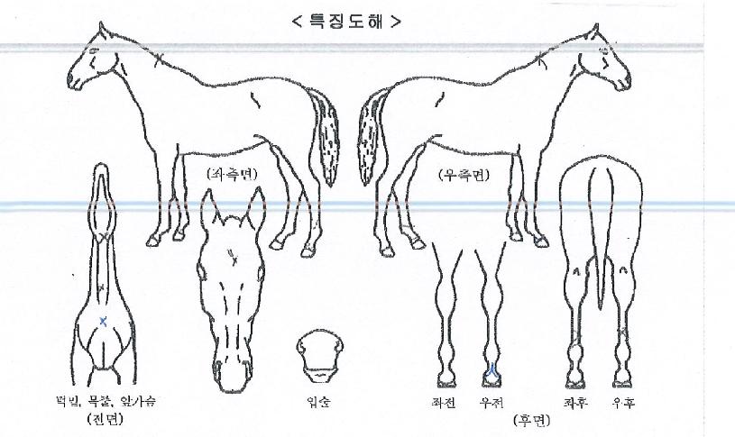 È÷¾î·ÎÆ®¸®ÇÃÀÇ Ãø¸é,¿ì¸é,µÞ¸é,µÎ»ó,´Ù¸®ÀÇ Æ¯Â¡µµÇØ