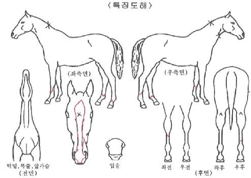ÇÁ·»µå¿Àºê¾îÇÁ·»ÀÚ¸¶ÀÇ Ãø¸é,¿ì¸é,µÞ¸é,µÎ»ó,´Ù¸®ÀÇ Æ¯Â¡µµÇØ
