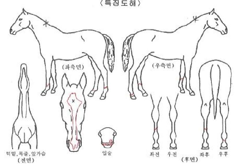 Ŭ·¹¾îÇÁ¸®´ýÀÇ Ãø¸é,¿ì¸é,µÞ¸é,µÎ»ó,´Ù¸®ÀÇ Æ¯Â¡µµÇØ