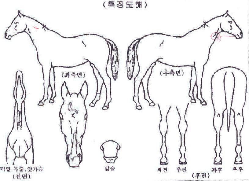 Å©¸®½ºÅй°°áÀÇ Ãø¸é,¿ì¸é,µÞ¸é,µÎ»ó,´Ù¸®ÀÇ Æ¯Â¡µµÇØ