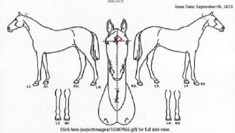 ½º·¹µå´õ´ÏµéÀÇ Ãø¸é,¿ì¸é,µÞ¸é,µÎ»ó,´Ù¸®ÀÇ Æ¯Â¡µµÇØ