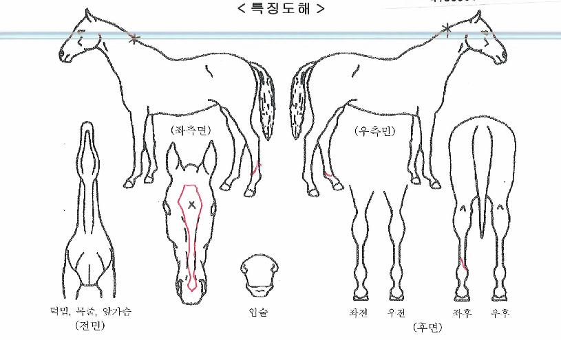 ±ÝºûÀÇ Ãø¸é,¿ì¸é,µÞ¸é,µÎ»ó,´Ù¸®ÀÇ Æ¯Â¡µµÇØ